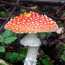 AMANITA STANDOUT