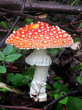 AMANITA STANDOUT