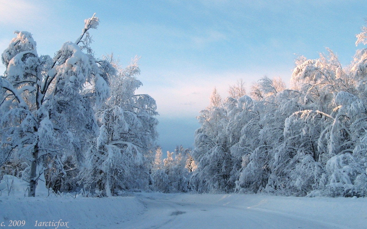 SUN-TIPPED WINTER FROSTING