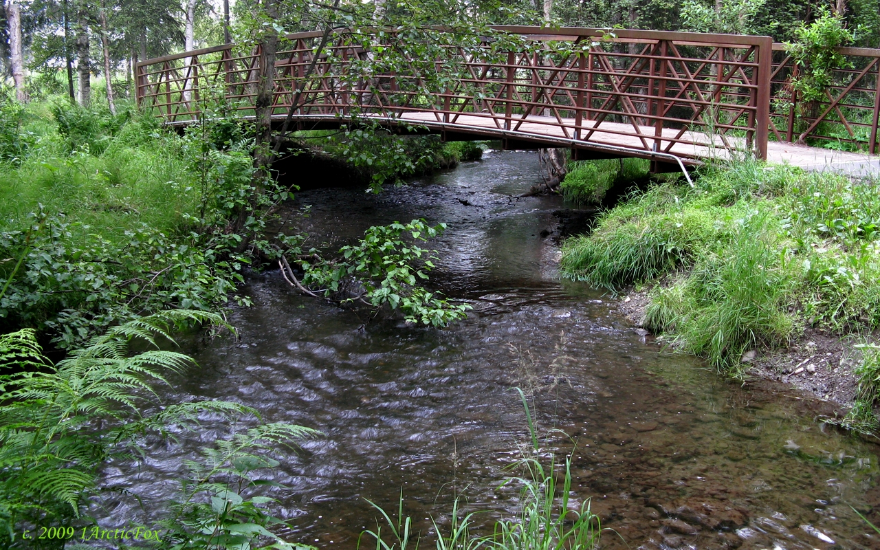 WILD ALASKA SALMON STREAM