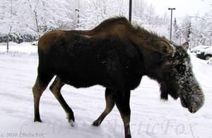 CLOSE MOOSE ENCOUNTER