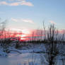 ICY MARSH SUNSET