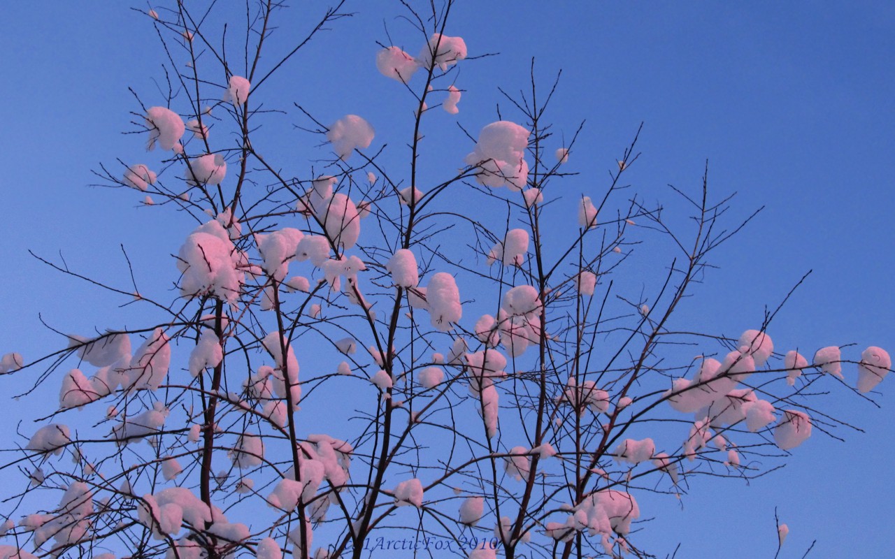 COTTON CANDY SNOW