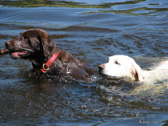 Swimming