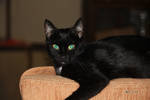 Bug-eye Bella by cindy1701d