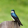 Blue and White swallow 2