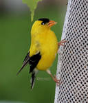 American Goldfinch by cindy1701d