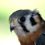 American Kestral