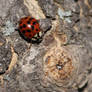 November's Ladybug