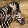 Wild Stripes