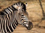 Wild Stripes by cindy1701d