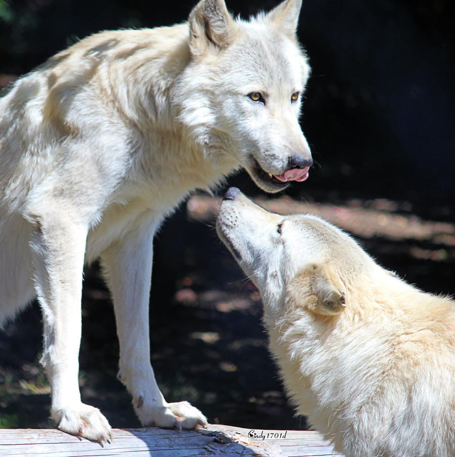 Alpha and Beta Wolves by cindy1701d on DeviantArt