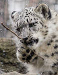 Baby Snow Leopard by cindy1701d