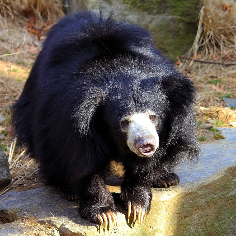 Какой медведь алиса. Медведь губач. Медведь-губач Melursus Ursinus. Гималайский медведь кубачкубач. Медведь губач Индия.