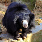 Sloth Bear by cindy1701d