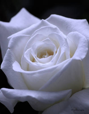 Pope John Paul II by cindy1701d