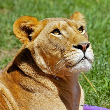 The Eye Have It by cindy1701d