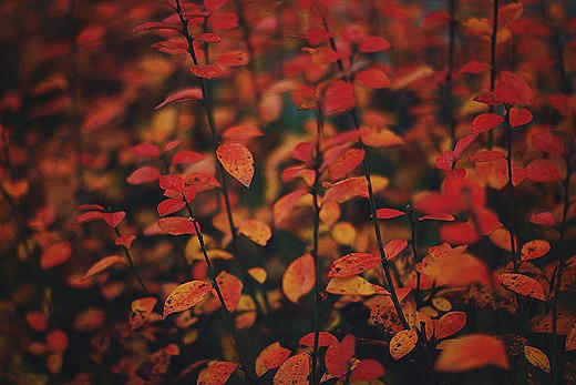 Red.Autumn