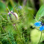 Blue Nigella