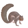 squirrelscratchLG