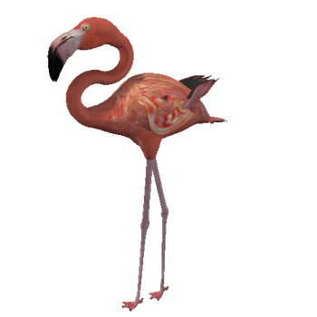 flamingowalkLG