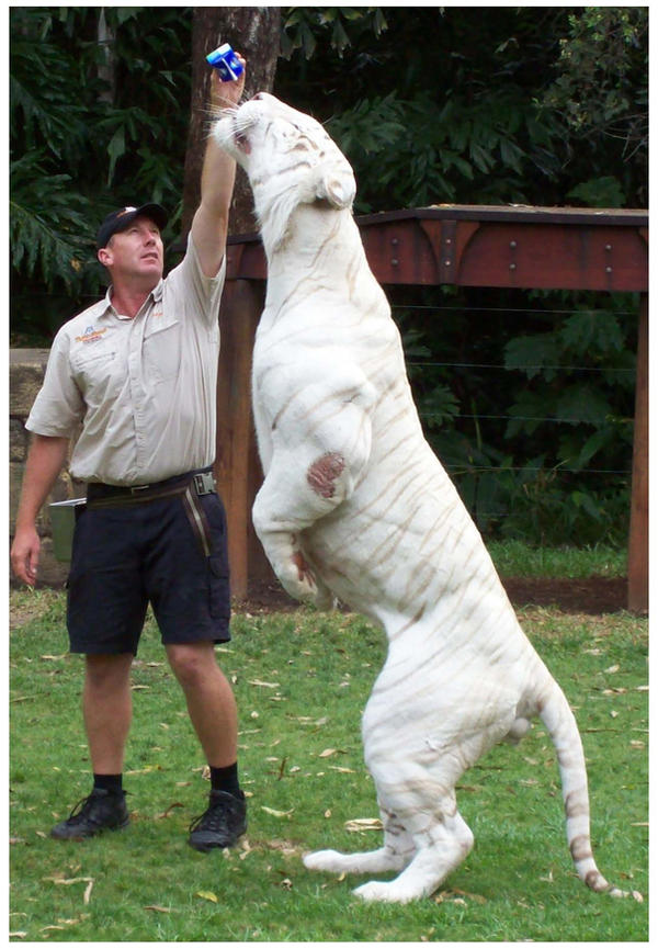 White Tiger