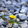 Flower in stone