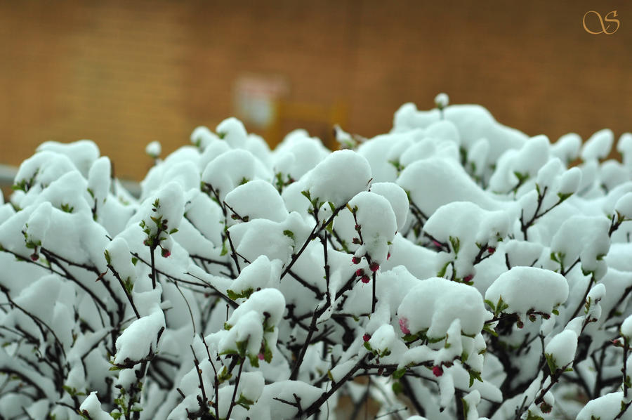 May day snow