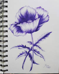 Poppy flower