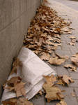 Urban Autum by Psyco-Kaye