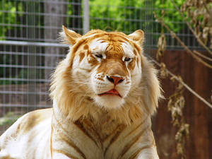 Golden Tiger