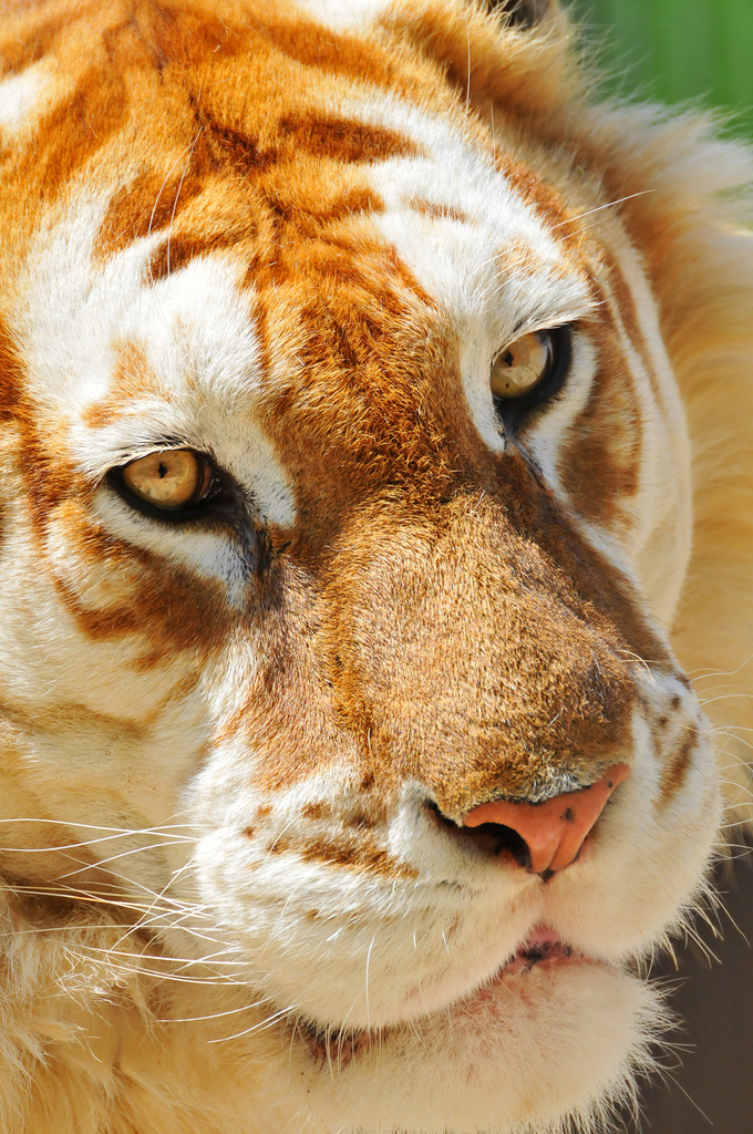 Another Beautiful Golden Tiger