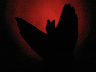 hand shadow puppets 4