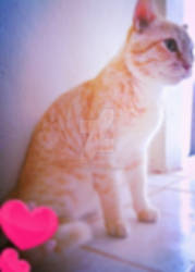 My cat!!!!