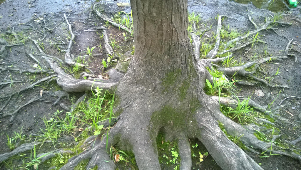 Doob Roots Roots by DragonFace26 on DeviantArt