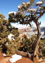 Juniper Meets Snow