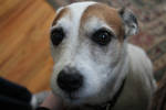 Max Close-Up by Fiercesoul