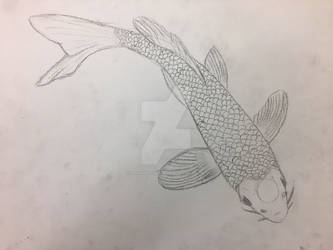 Koi Sketch