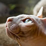 Sphynx