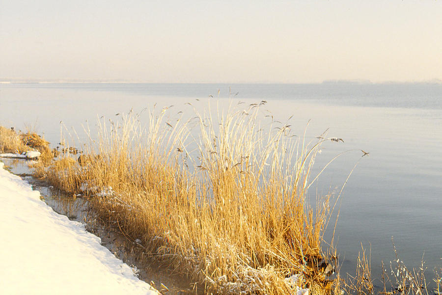 Golden Reed by Locustus on DeviantArt