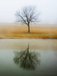 Fogged Reflection