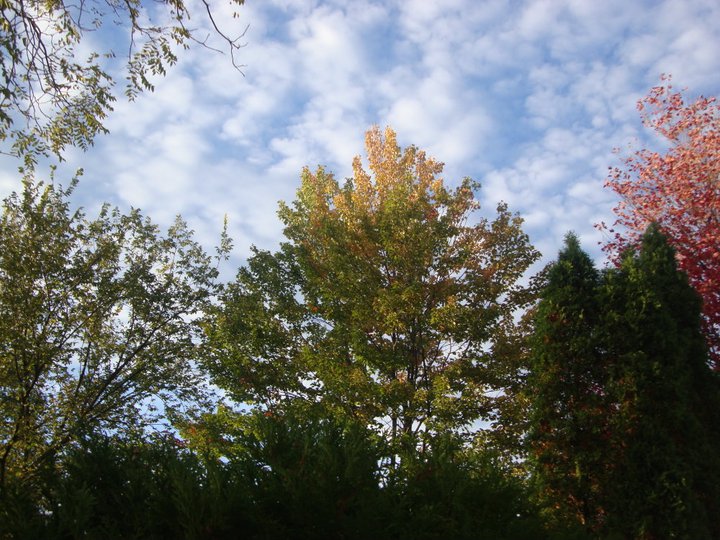 autumn trees