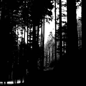 Lost in the Dark Wood