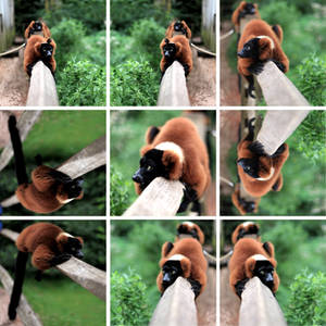 kleine Pandas