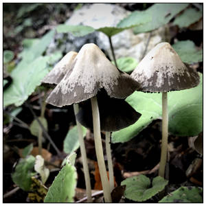 Whispering mushrooms