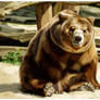 Berlin Zoo bear