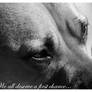 Pit bull poster