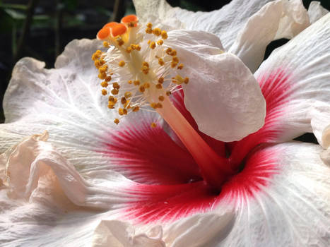 Ruffled Hibiscus