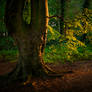 old tree in evening light