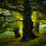 Old oak tree